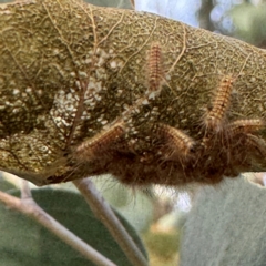 Uraba lugens (Gumleaf Skeletonizer) at Greenleigh, NSW - 25 Jul 2024 by Hejor1