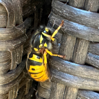 Vespula germanica (European wasp) at Greenleigh, NSW - 25 Jul 2024 by Hejor1
