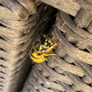 Vespula germanica at Greenleigh, NSW - 26 Jul 2024 08:50 AM