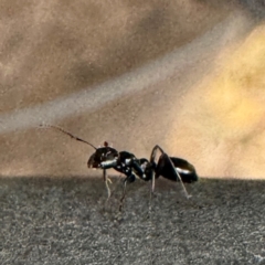 Colobopsis gasseri (An arboreal ant) at Greenleigh, NSW - 25 Jul 2024 by Hejor1