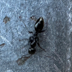 Colobopsis gasseri at Greenleigh, NSW - 25 Jul 2024