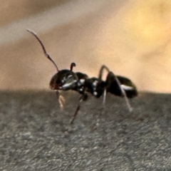 Colobopsis gasseri at Greenleigh, NSW - 25 Jul 2024