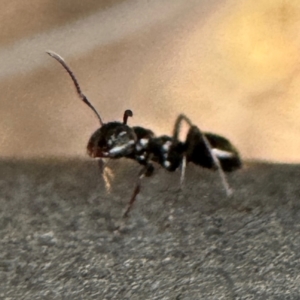 Colobopsis gasseri at Greenleigh, NSW - 25 Jul 2024