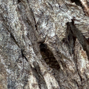 Sylvicola dubius at Greenleigh, NSW - 25 Jul 2024 02:06 PM