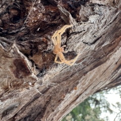 Sparassidae (family) at Greenleigh, NSW - 25 Jul 2024 by Hejor1