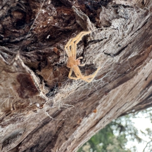 Sparassidae (family) at Greenleigh, NSW - 25 Jul 2024 02:05 PM