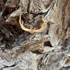 Sparassidae (family) at Greenleigh, NSW - 25 Jul 2024 02:05 PM