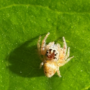 Opisthoncus grassator (Jumping spider) at Pialligo, ACT by Hejor1