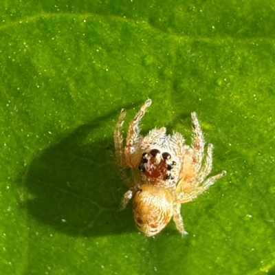 Opisthoncus grassator (Jumping spider) at Pialligo, ACT - 25 Jul 2024 by Hejor1