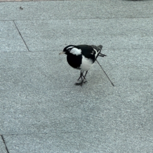 Grallina cyanoleuca (Magpie-lark) at Canberra Airport, ACT by Hejor1