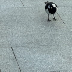 Grallina cyanoleuca at Canberra Airport, ACT - 25 Jul 2024