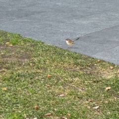 Malurus cyaneus (Superb Fairywren) at Canberra Airport, ACT - 25 Jul 2024 by Hejor1