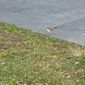 Malurus cyaneus at Canberra Airport, ACT - 25 Jul 2024 11:34 AM