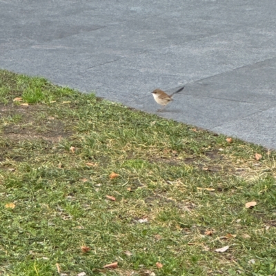 Malurus cyaneus (Superb Fairywren) at Canberra Airport, ACT - 25 Jul 2024 by Hejor1