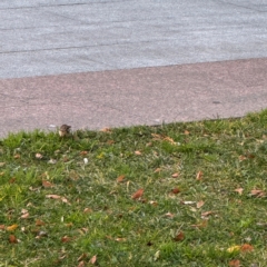 Malurus cyaneus at Canberra Airport, ACT - 25 Jul 2024