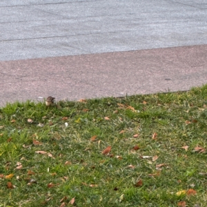 Malurus cyaneus at Canberra Airport, ACT - 25 Jul 2024