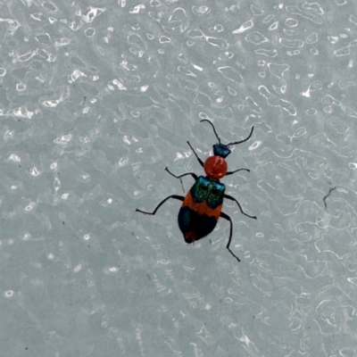 Dicranolaius bellulus (Red and Blue Pollen Beetle) at Canberra Airport, ACT - 25 Jul 2024 by Hejor1