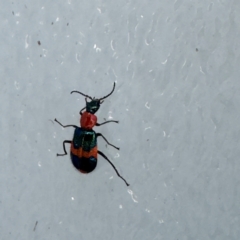 Dicranolaius bellulus at Canberra Airport, ACT - 25 Jul 2024