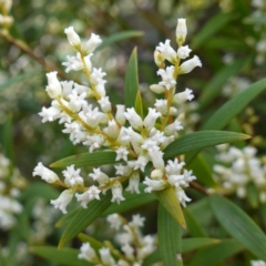 Leucopogon affinis (Lance Beard-heath) at Sassafras, NSW - 16 Aug 2023 by RobG1