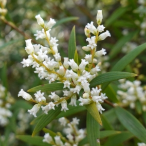 Leucopogon affinis at Sassafras, NSW - 16 Aug 2023