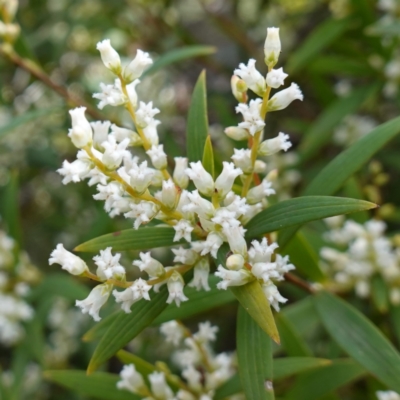 Styphelia affinis (Lance Beard-heath) at Sassafras, NSW - 16 Aug 2023 by RobG1