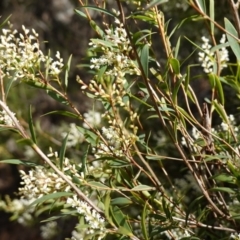 Leucopogon affinis at Sassafras, NSW - 16 Aug 2023 01:41 PM