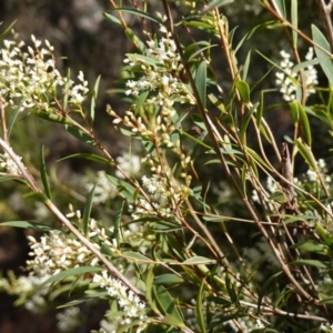 Leucopogon affinis at Sassafras, NSW - 16 Aug 2023