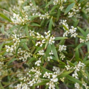 Leucopogon affinis at Sassafras, NSW - 16 Aug 2023