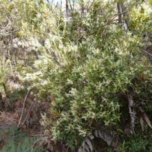 Leucopogon affinis at Sassafras, NSW - 16 Aug 2023