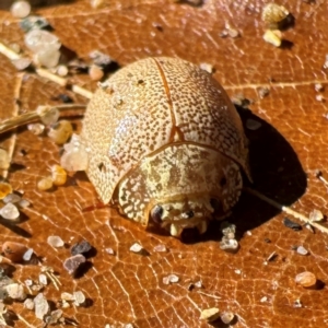 Paropsis atomaria at Russell, ACT - 24 Jul 2024 11:31 AM