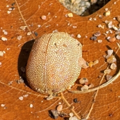 Paropsis atomaria at Russell, ACT - 24 Jul 2024 11:31 AM