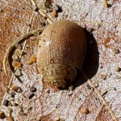 Paropsis atomaria at Russell, ACT - 24 Jul 2024 11:31 AM