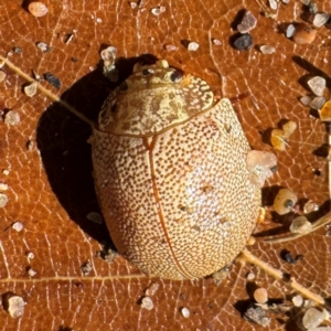 Paropsis atomaria at Russell, ACT - 24 Jul 2024 11:31 AM