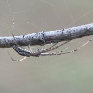 Tetragnatha sp. (genus) at Russell, ACT - 22 Jul 2024