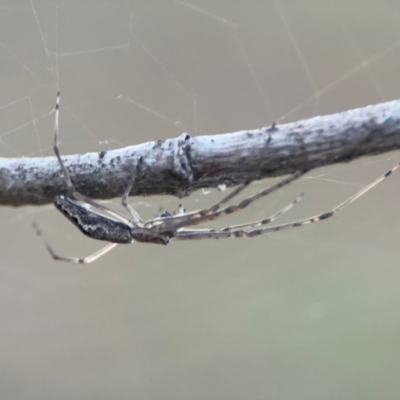 Tetragnatha sp. (genus) at Russell, ACT - 22 Jul 2024 by Hejor1