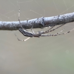 Tetragnatha sp. (genus) at Russell, ACT - 22 Jul 2024