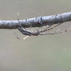 Tetragnatha sp. (genus) at Russell, ACT - 22 Jul 2024