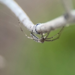 Tetragnatha sp. (genus) at Russell, ACT - 22 Jul 2024