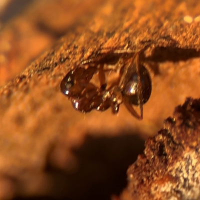 Formicidae (family) (Unidentified ant) at Russell, ACT - 22 Jul 2024 by Hejor1