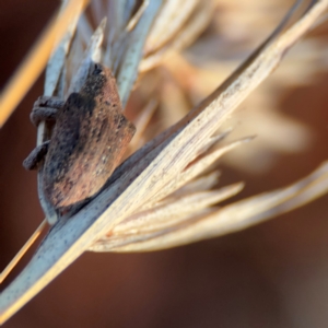 Gonipterus sp. (genus) at Russell, ACT - 22 Jul 2024