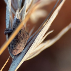 Gonipterus sp. (genus) at Russell, ACT - 22 Jul 2024