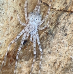 Tamopsis sp. (genus) (Two-tailed spider) at Russell, ACT - 22 Jul 2024 by Hejor1