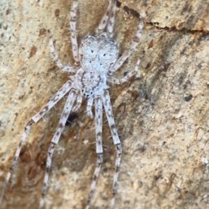 Tamopsis sp. (genus) at Russell, ACT - 22 Jul 2024 02:54 PM