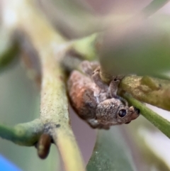 Gonipterus sp. (genus) (Eucalyptus Weevil) at Russell, ACT - 22 Jul 2024 by Hejor1