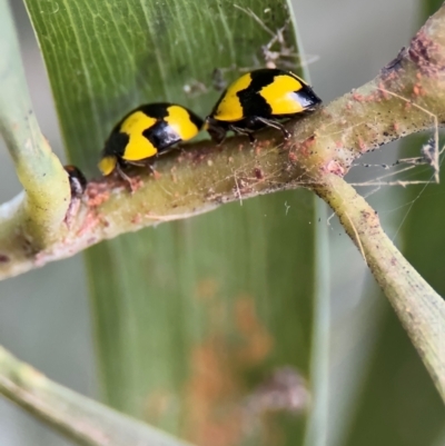 Illeis galbula (Fungus-eating Ladybird) at Russell, ACT - 22 Jul 2024 by Hejor1