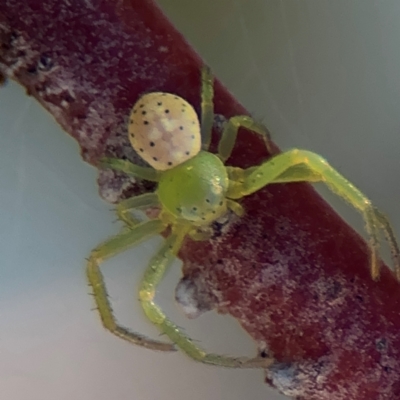 Lehtinelagia prasina (Leek-green flower spider) at Russell, ACT - 22 Jul 2024 by Hejor1