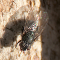 Calliphora sp. (genus) at Russell, ACT - 22 Jul 2024 by Hejor1