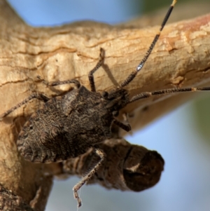 Alcaeus varicornis at Russell, ACT - 22 Jul 2024