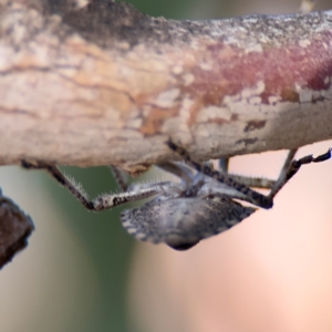 Alcaeus varicornis at Russell, ACT - 22 Jul 2024