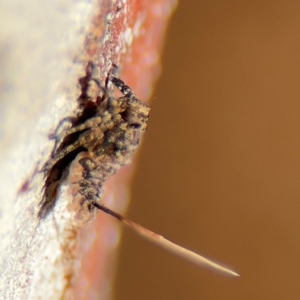 Platybrachys sp. (genus) at Russell, ACT - 22 Jul 2024 02:35 PM